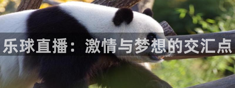 看球吧直播在线入口：乐球直播：激情与梦想的交汇点